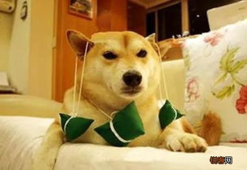 狗可以吃粽子吗