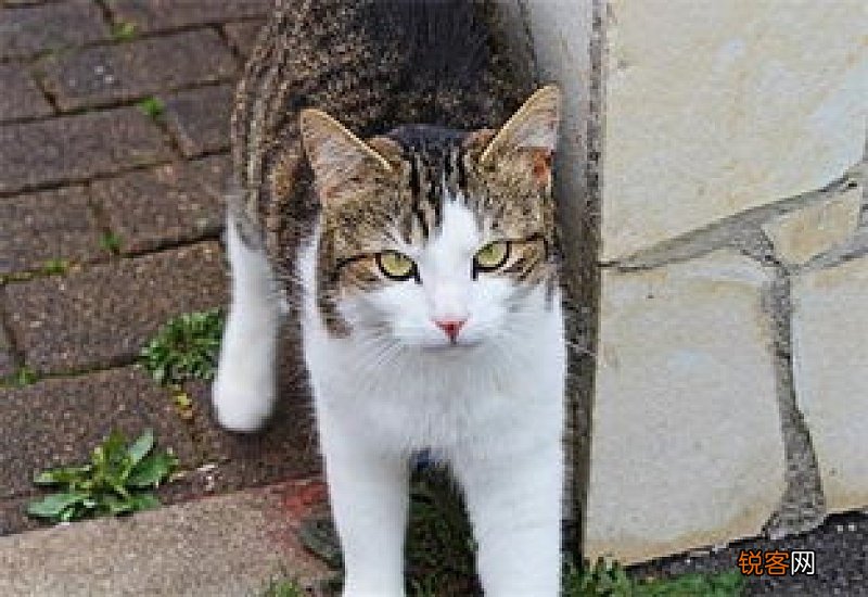 猫咪发情多久能好