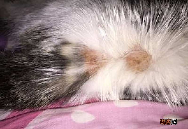 五个月猫咪没打疫苗可以洗澡吗