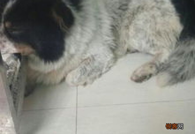 狗狗肚子起伏很大是什么原因
