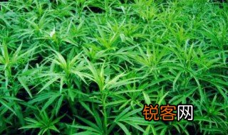 蒌蒿怎么读 蒌蒿是什么呢