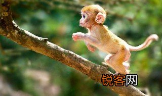 沐猴而冠意思 沐猴而冠的解释