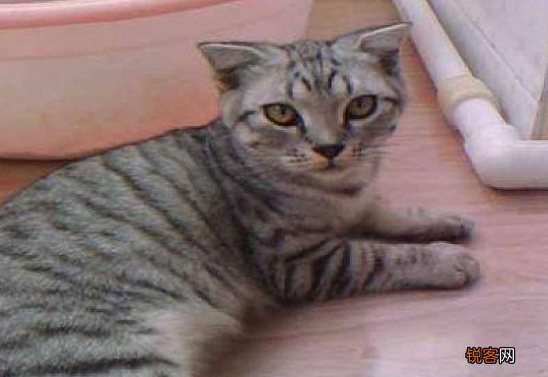 怎样分辨公猫还是母猫?