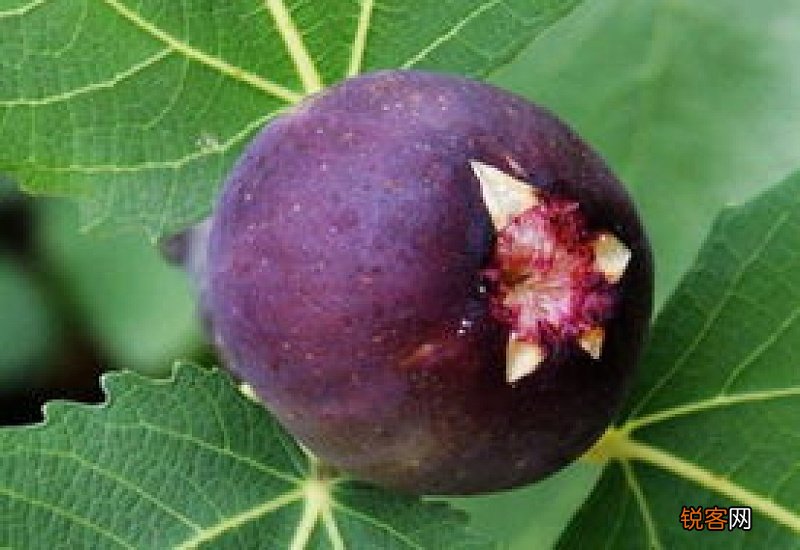 无花果白汁过敏怎么办