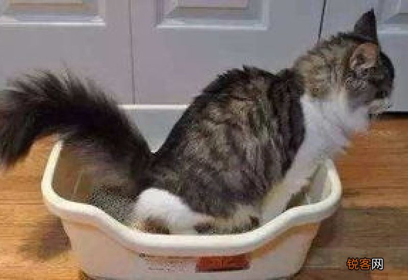 猫咪乱尿如何解决
