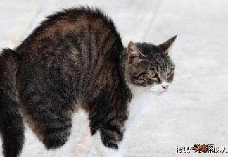 猫的背拱起来是为什么啊