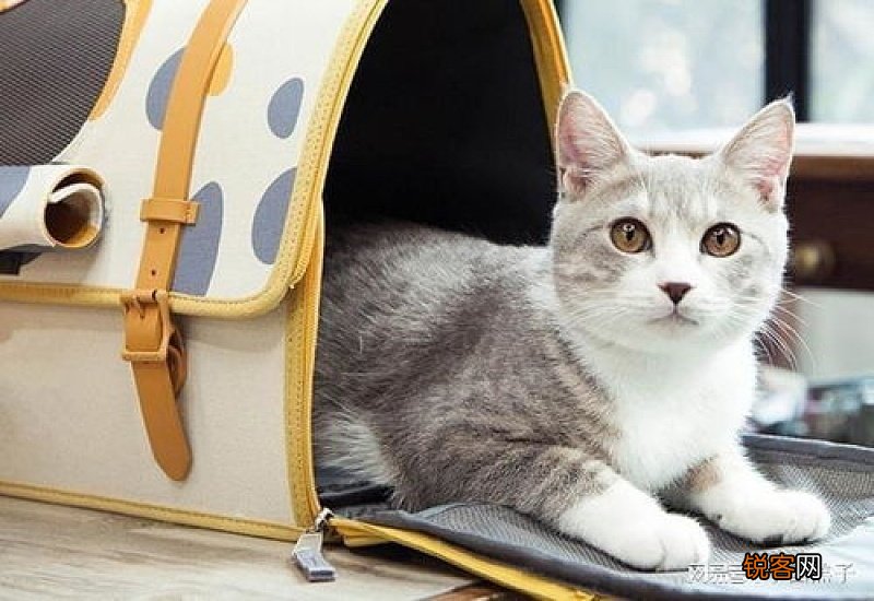 猫咪吓到了怎么办