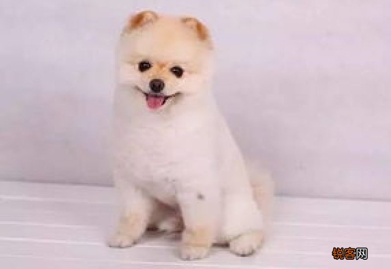 狗狗坐地上蹭屁股是怎么回事