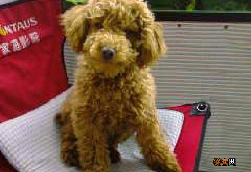 小体泰迪和泰迪区别