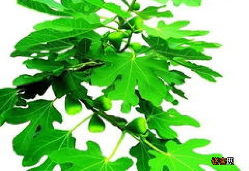 无花果叶子治疗痔疮用干的还是鲜的