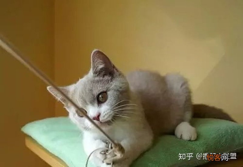 怎么让猫咪喝水