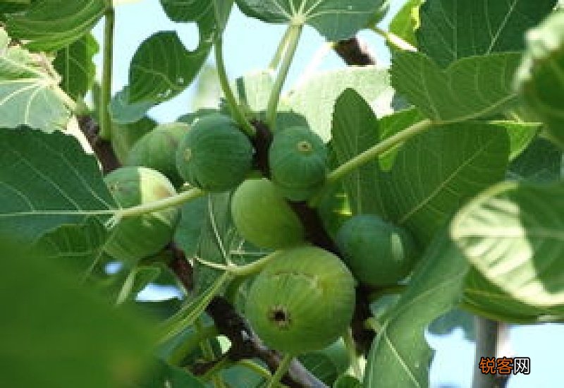 无花果叶子能治肛裂吗