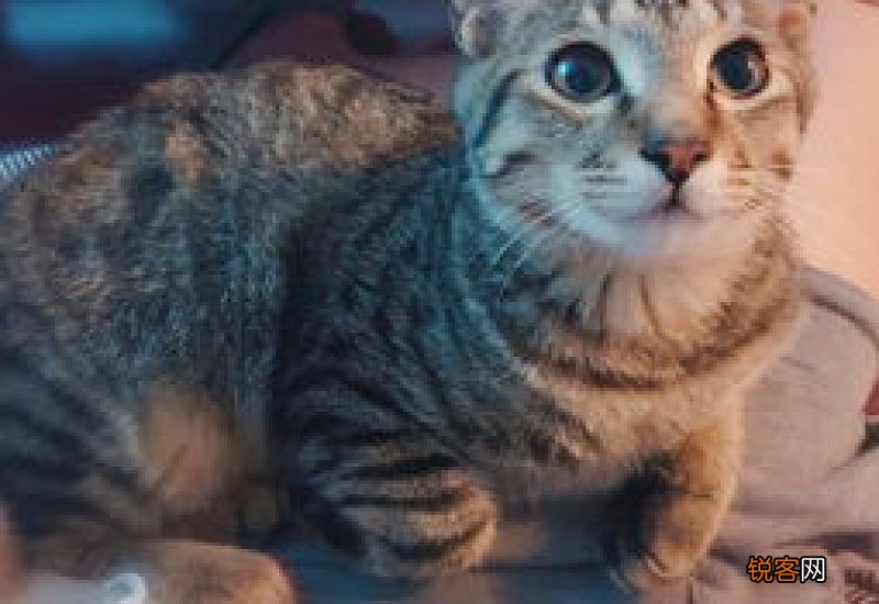 猫咪刚来到新家应该怎么对待