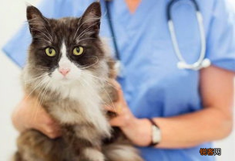 猫打完疫苗换新环境