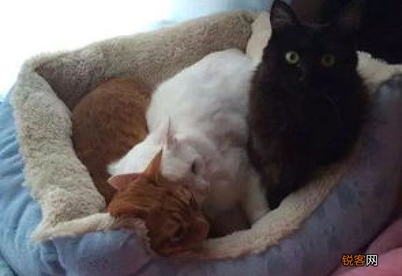 母猫什么时候做绝育手术比较好