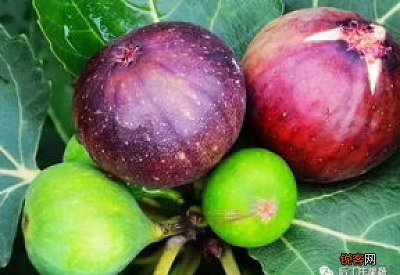 无花果有下奶的功效吗