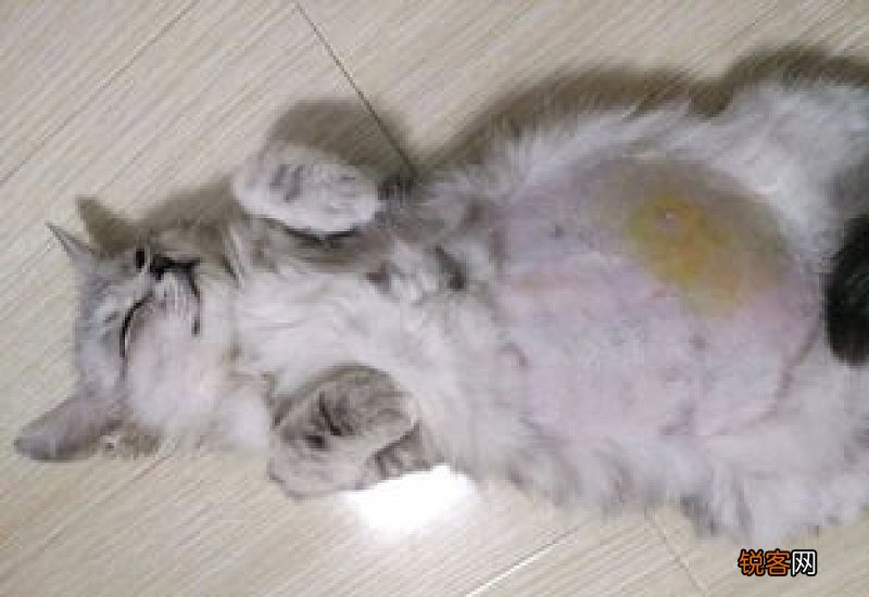 猫传腹期间可以驱虫吗