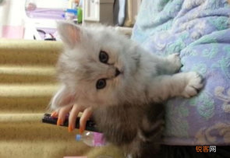 猫瘟跟急性肠炎的区别