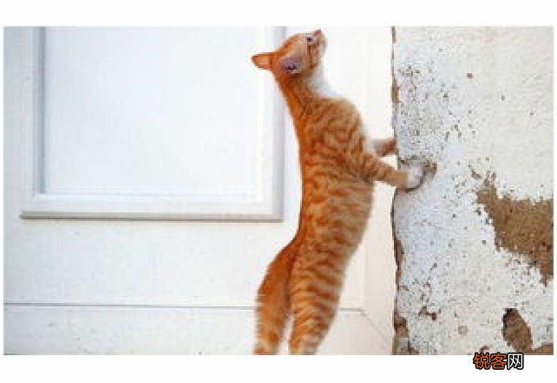 把猫的后腿拎起来