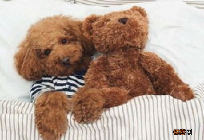 泰迪肺炎多久可以恢复