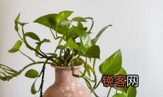 绿萝的样子该怎样描述 如何描述绿萝的样子
