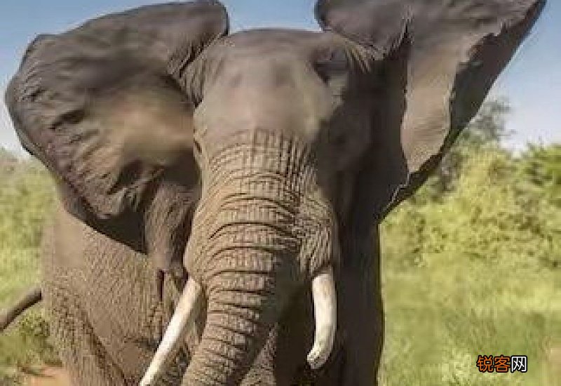 猫的耳朵很凉是怎么了