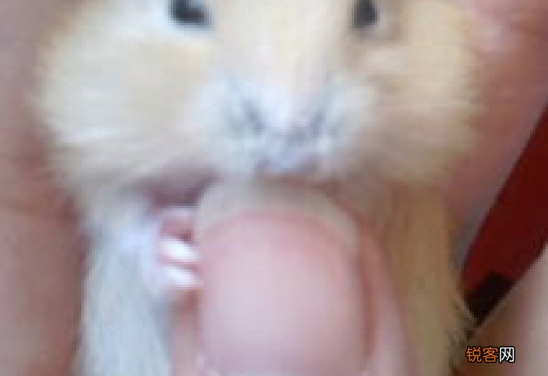 幼年仓鼠弓背的原因