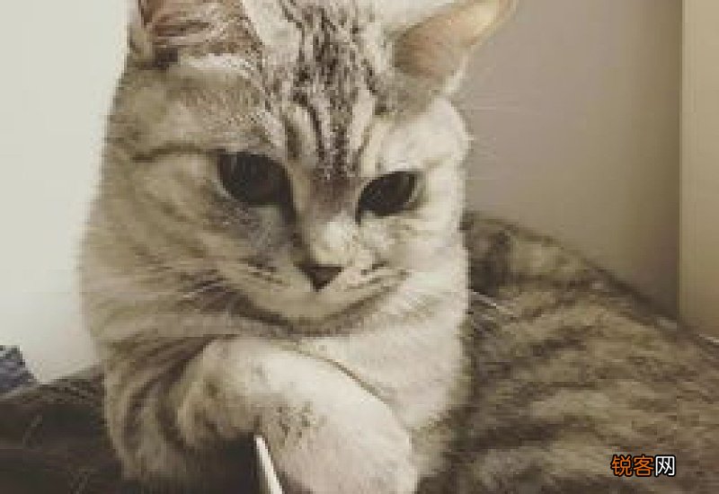 猫咪低烧是多少度