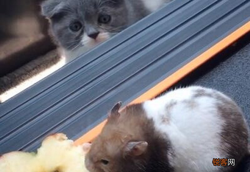 小猫咪可以吃苹果吗?