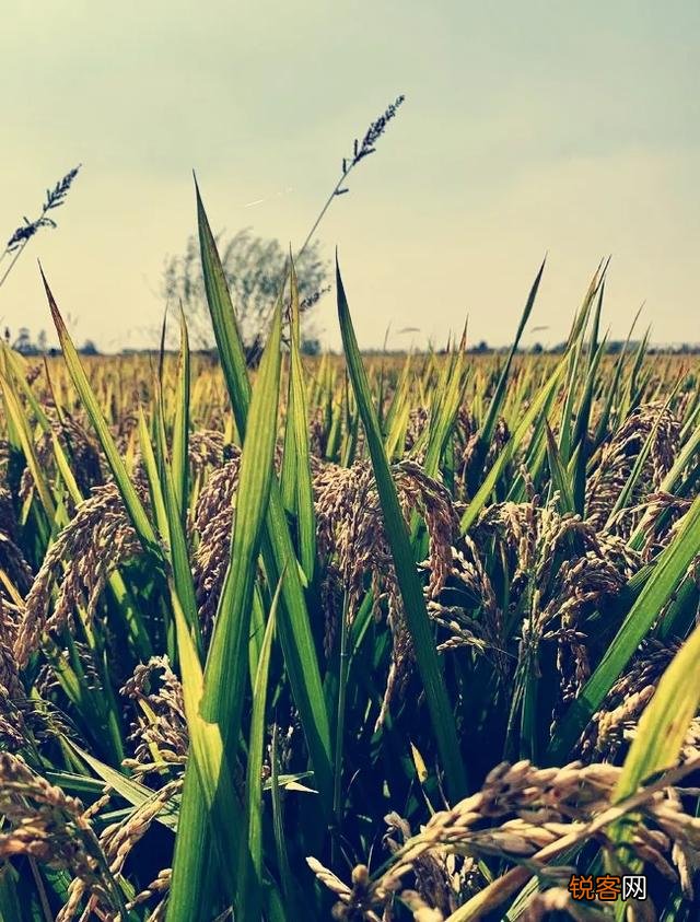 生产队时期,负责“看青”的都是什么人？有什么待遇？