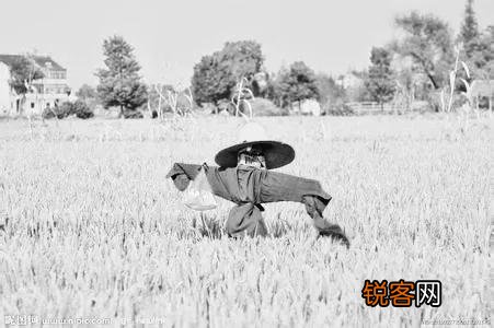 生产队时期,负责“看青”的都是什么人？有什么待遇？