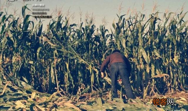 生产队时期,负责“看青”的都是什么人？有什么待遇？