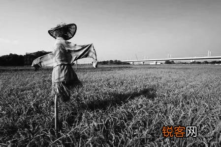 生产队时期,负责“看青”的都是什么人？有什么待遇？