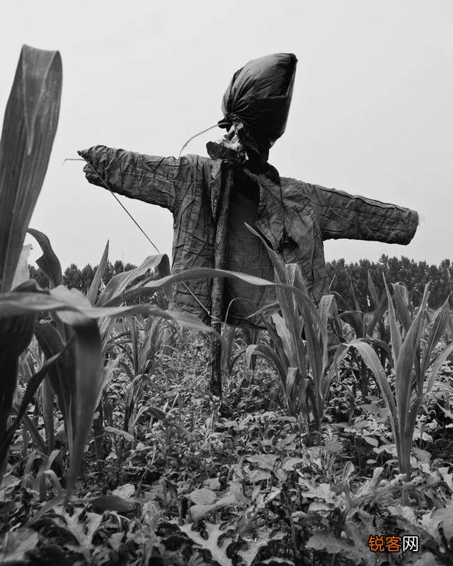 生产队时期,负责“看青”的都是什么人？有什么待遇？