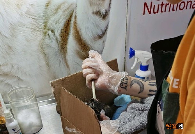 猫瘟怎么检查能确诊?