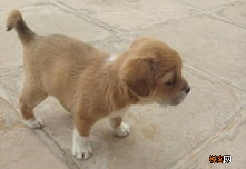 狗被鸡骨头卡住喉咙怎么办