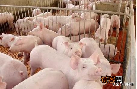 为什么买的猪肉和排骨,在加热时,会有一股难闻的尿骚味？