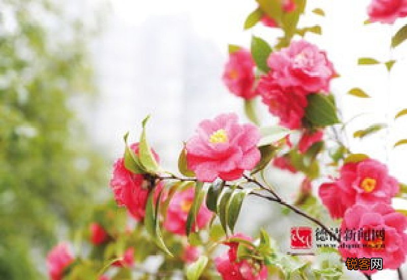 春天有什么颜色的花开放