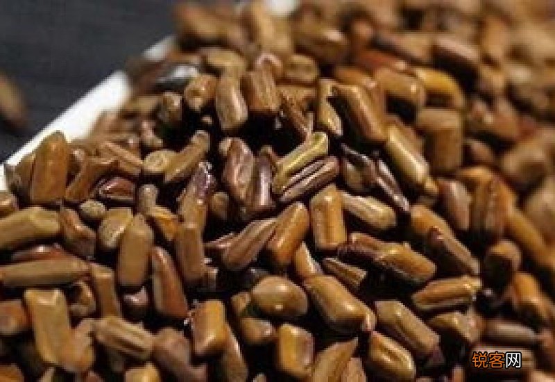 决明子多久喝一次才正常