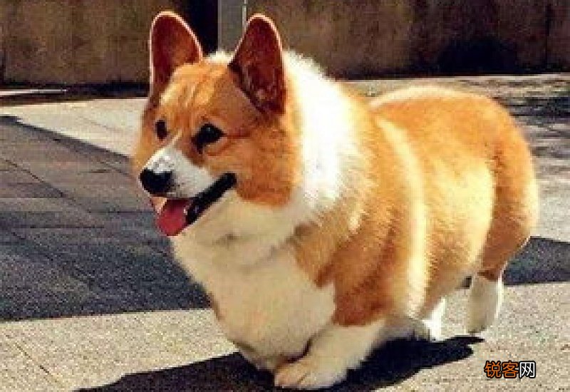 成年柯基体重和体长