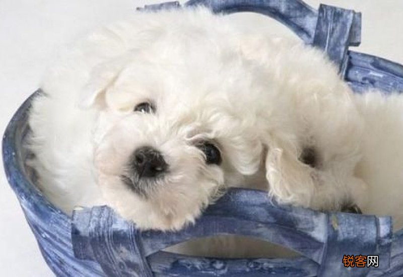 幼犬感冒能自愈吗