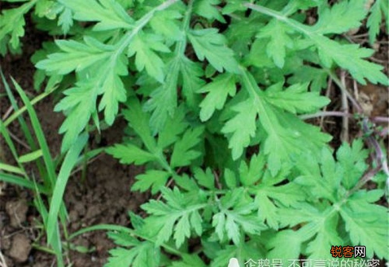 艾叶艾蒿艾草的区别