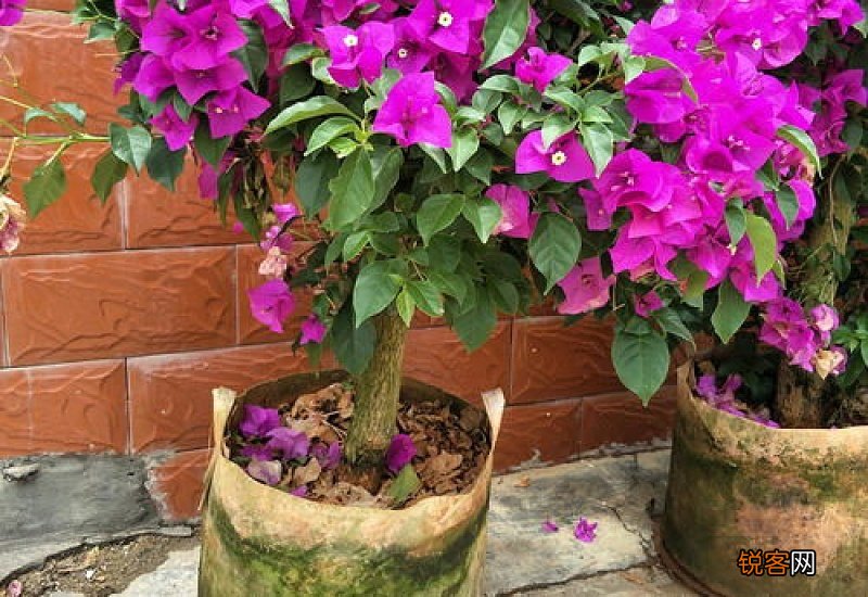 三角梅老桩扦插方法