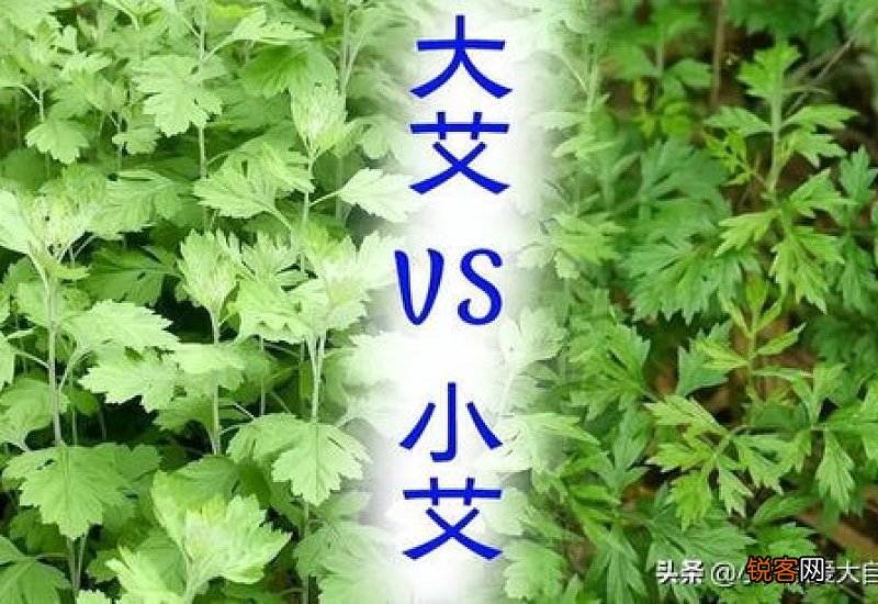 艾叶艾蒿和艾草是同一植物吗