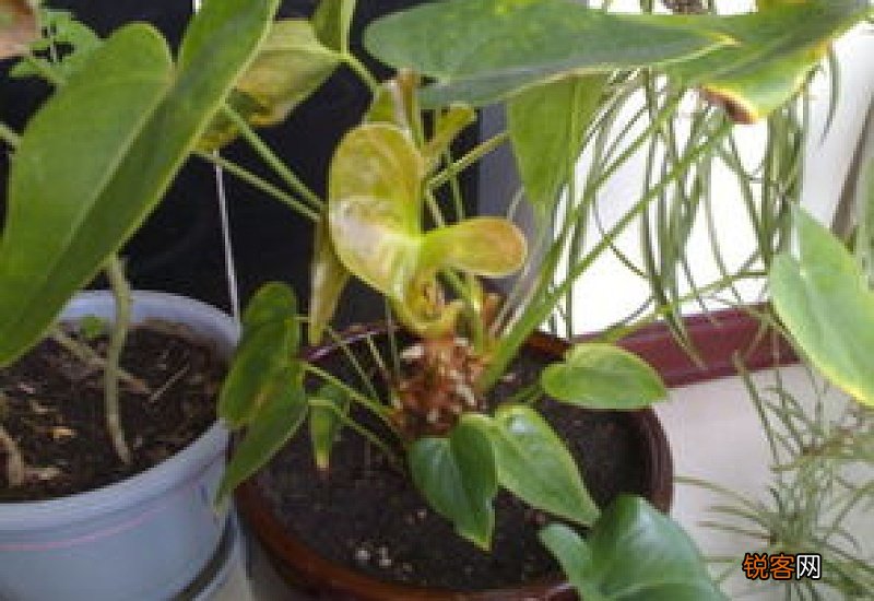 水晶花烛叶子发黄怎么办