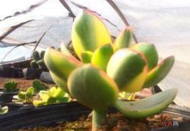 火祭什么季节变红