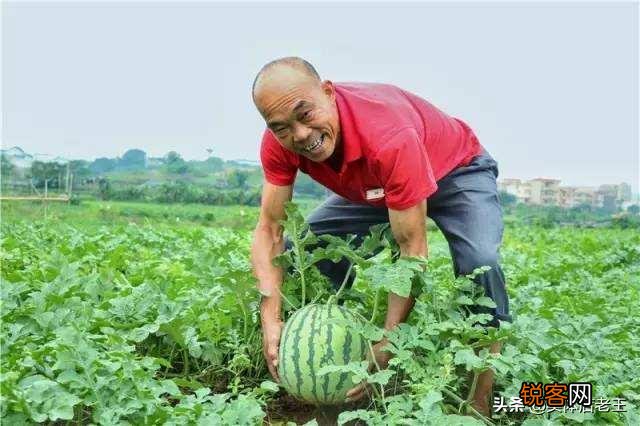 本人想做水果批发生意,怎么找到原产地货源？