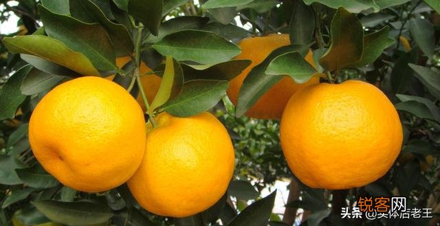 本人想做水果批发生意,怎么找到原产地货源？