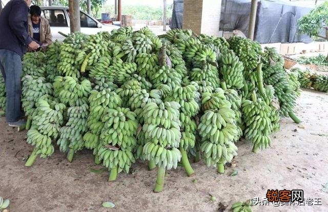 本人想做水果批发生意,怎么找到原产地货源？