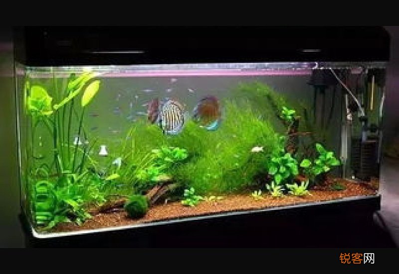 鱼缸放铜币治蛋白虫